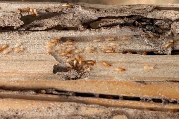 Best Pest Removal Services  in Mapleton, UT